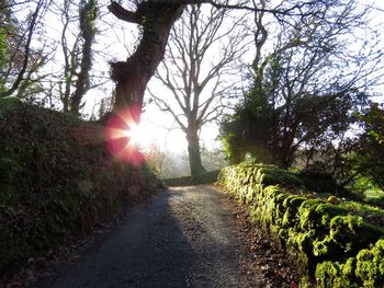 Dirt road amidst trees in forest against sky
