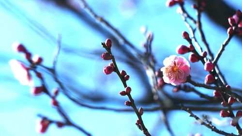 Close-up of pink flowers on twig