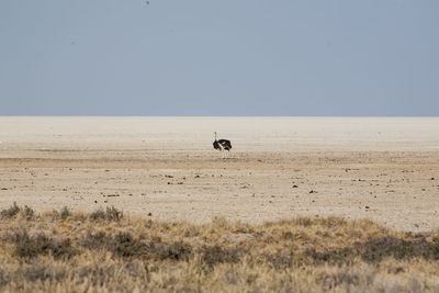 Mid distance view of ostrich perching at desert against clear sky