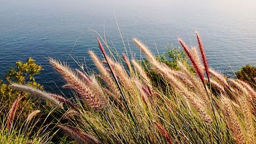 Plants growing in pond