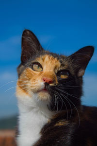 Close-up of cat, sky background
