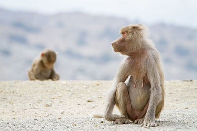 Monkey sitting outdoors