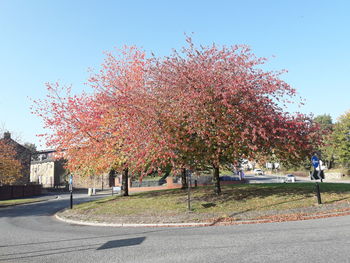 View of flowering trees by road against sky