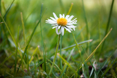 Close-up of daisy blooming on field