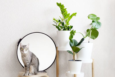 Potted plant in a cat
