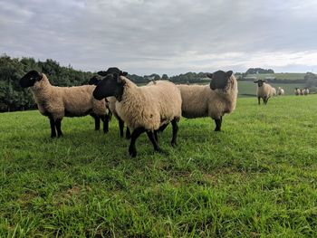 Sheep in a field