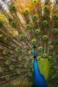 Close-up of peacock