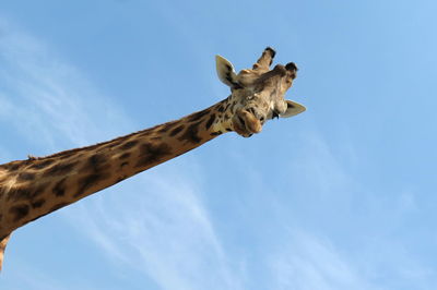 Low angle view of lizard on tree against sky