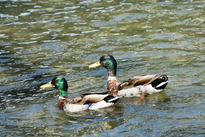 Ducks swimming in lake