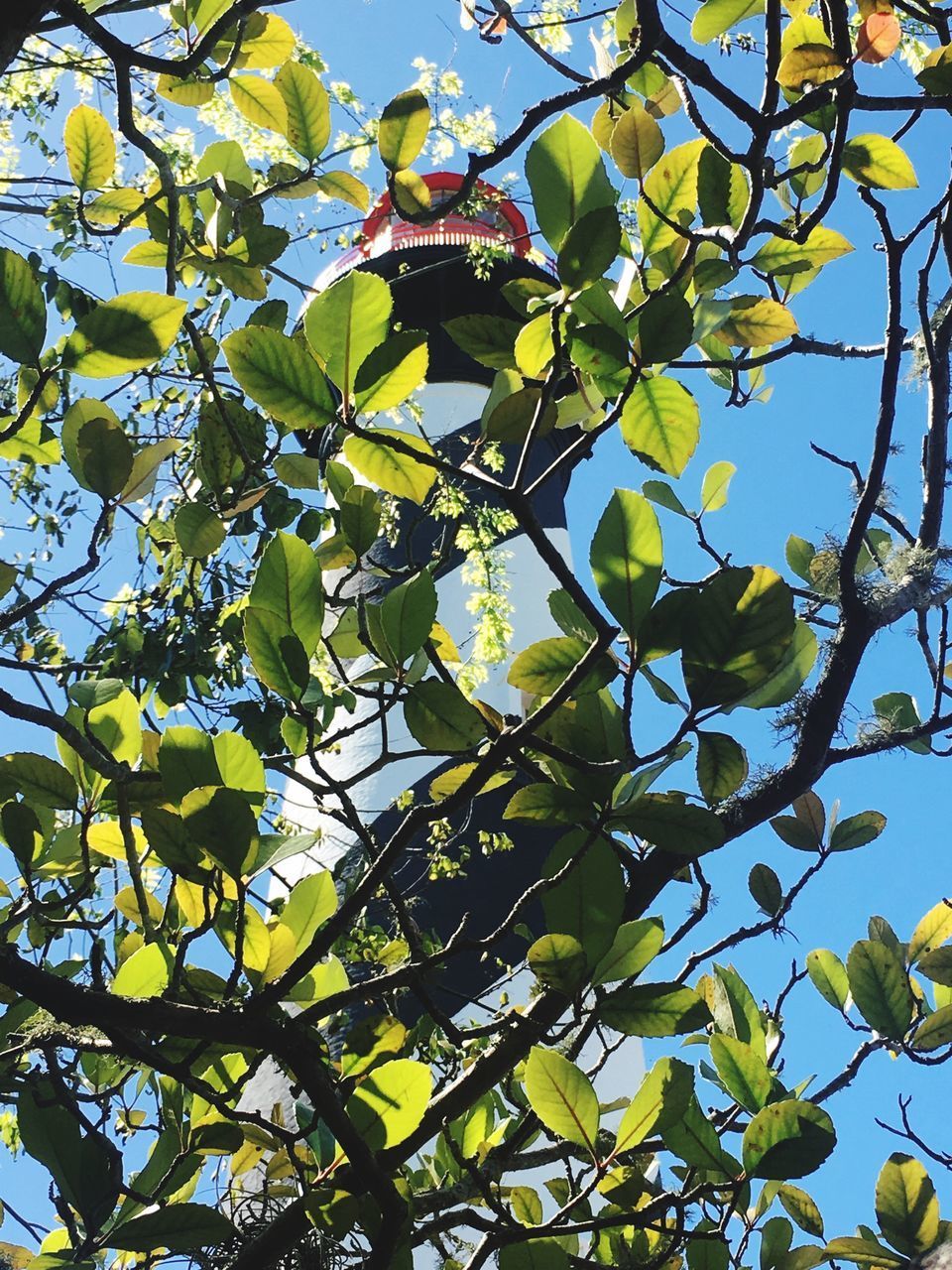 LOW ANGLE VIEW OF FRESH GREEN TREE AGAINST SKY