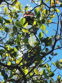 Low angle view of tree against sky