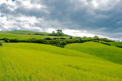 Scenic view of agricultural field against sky