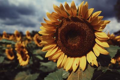 Close-up of bee on sunflower