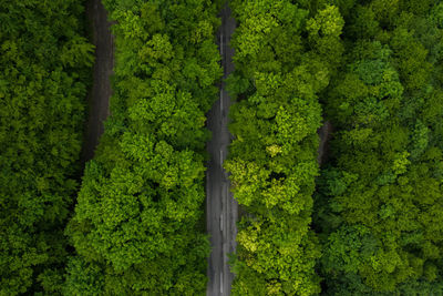 Full frame shot of trees in forest