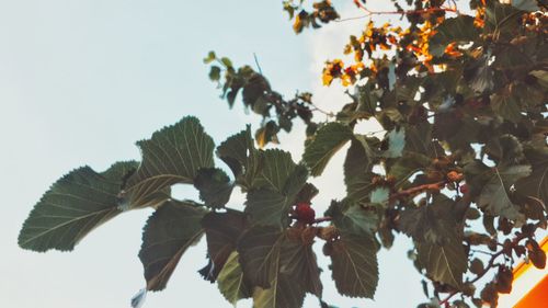 Low angle view of tree against clear sky