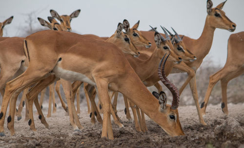 View of deer on land