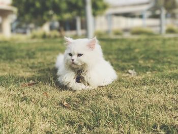 White cat on grass