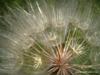 Close up of dandelion