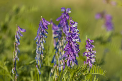 Close-up of purple flowering plants on field