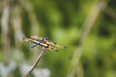 Close-up of dragonfly on plant