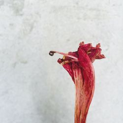 Close-up of red rose against blurred background