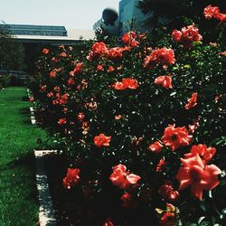 Close-up of red flowers