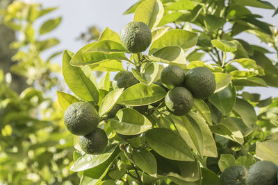 Low angle view of fruits on tree