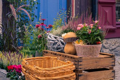 Potted plants in basket