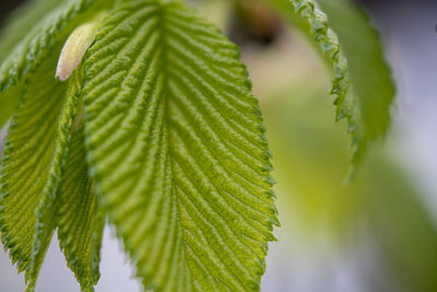 Close-up of green leaves