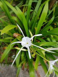 Close-up of white flower blooming outdoors