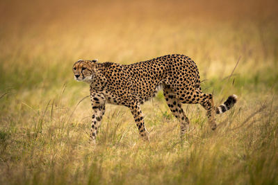 Cheetah walking on field