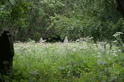 Rear view of birds on a land