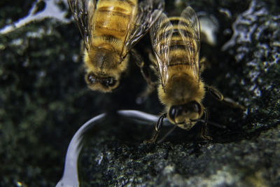 Close-up of bee on rock