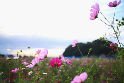 Close-up of pink cosmos flowers on field