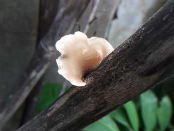 Close-up of mushroom growing on tree trunk