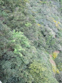 Full frame shot of fresh green mountain