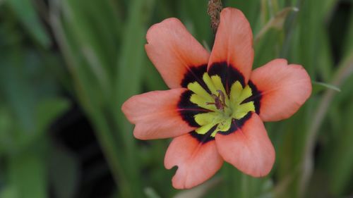 Close-up of red flower