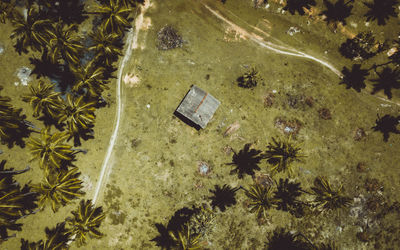 High angle view of flowering plants and trees on field