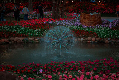 View of flowering plants at park