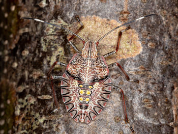 Close-up of insect on rock