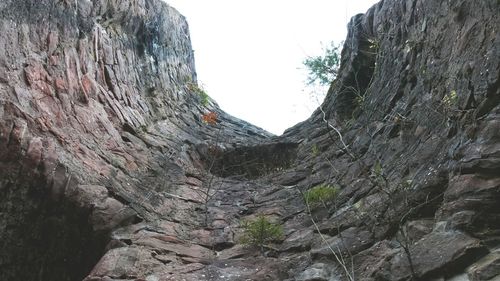 Low angle view of trees against clear sky