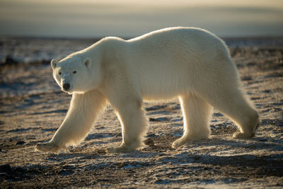 Backlit polar bear walking across rocky tundra