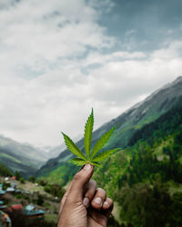 Marijuana leaf