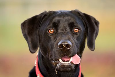 Close-up portrait of black dog