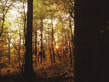 Trees in forest during sunset