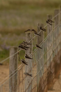 Close-up of barbed wire fence against wall