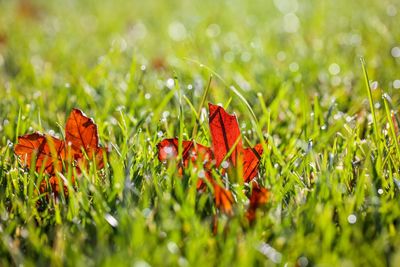 Close-up of autumn leaves on field