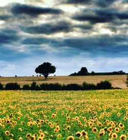 Scenic view of field against cloudy sky