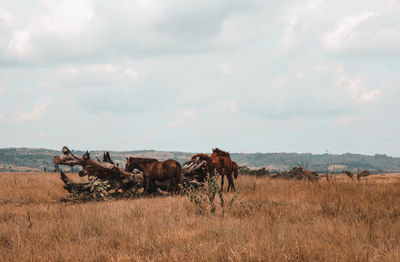 Beatiful landscape with horse on sumba island, indonesia