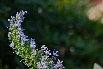 Close-up of purple flowering plant